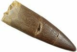 Fossil Plesiosaur (Zarafasaura) Tooth - Morocco #237578-1